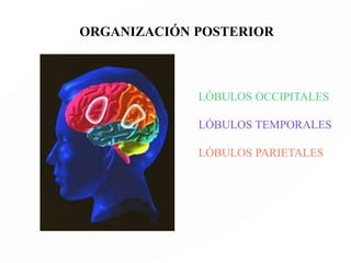 UNIDAD I
+
UNIDAD II
+
UNIDAD III
Toda Actividad Consciente es siempre un sistema
funcional complejo que ocurre por el trabajo conjunto
de las tres Unidades Funcionales, donde
cada una aporta su propia contribución.
 