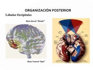 Organización Posterior- Anterior
ANTERIOR
*Respuestas motoras/conductuales
*Planificación y producción del
movimiento y habla
*Secuenciamiento
*Funciones cognitivas superiores
POSTERIOR
•Función sensorial/perceptiva
Visión, propiocepción, tacto,
Sonido.
*Construcción bidi y tridimensional
*Reconocimiento de objetos y rostros
*Lenguaje receptivo
 
