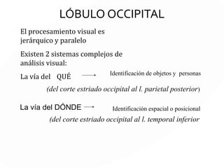 ORGANIZACIÓN POSTERIOR
LÓBULOS OCCIPITALES
LÓBULOS TEMPORALES
LÓBULOS PARIETALES
 