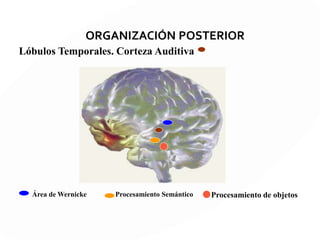 ORGANIZACIÓN POSTERIOR
Lóbulos Occipitales
Ruta dorsal “Dónde”
Ruta Ventral “Qué”
 