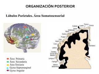 LÓBULO OCCIPITAL
El procesamiento visual es
jerárquico y paralelo
Existen 2 sistemas complejos de
análisis visual:
La vía del QUÉ
Identificación de objetos y personas
(del corte estriado occipital al l. temporal inferior)
La vía del DÓNDE Identificación espacial o posicional
(del corte estriado occipital al l. parietal posterior)
 
