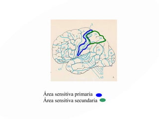 ORGANIZACIÓN POSTERIOR
Lóbulos Temporales. Corteza Auditiva
Procesamiento de objetosÁrea de Wernicke Procesamiento Semántico
 