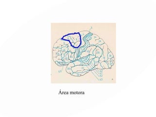 Área sensitiva primaria
Área sensitiva secundaria
 