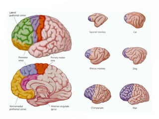 ORGANIZACIÓN ANTERIOR
Lóbulos Frontales:
 