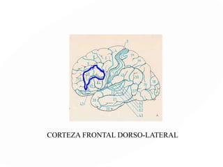 FUNCIONES EJECUTIVAS
(Lezak, 1982)
Capacidad para formular metas
Planificación y
Empleo de
estrategias
Inicio y mantenimiento de
secuencias complejas de conducta
en forma organizada
Aptitudes para
llevar a cabo
dichos planes
 
