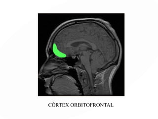 FUNCIONES EJECUTIVAS implica las capacidades de:
Generar hipótesis
Planear acciones
Tomar decisiones para conseguir un objetivo
Focalizar la atención en ello
Analizar los resultados
Cambiar de táctica si es preciso,
No entretenerse con estímulos irrelevantes
No se trata de una función cognitiva específica, sino de aquellas
capacidades que permiten a una persona llevar a cabo con éxito
una conducta con un propósito determinado y un tiempo
determinado
 