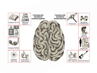 CÓRTEX ORBITOFRONTAL
 
