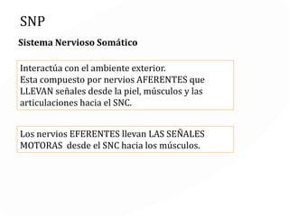 Periférico: todas las partes del sistema nervioso que
están fuera de las estructuras óseas como cráneo y
columna vertebral.
Incluye:
-Ramificaciones nerviosas
que llevan la información a
los músculos.
-Nervios que llevan
información hasta los
órganos.
-Ganglios autónomos.
 