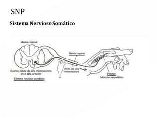 EL SISTEMA NERVIOSO
Encéfalo y
Médula
Espinal
PERIFÉRICOCENTRAL
Somático Autónomo
Nervios
Aferentes
Nervios
Eferentes
Nervios
Aferentes
Nervios
Eferentes
SN
Parasimpático
Sn
Simpático
 