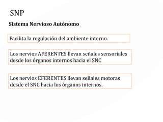 SNP
Sistema Nervioso Somático
Interactúa con el ambiente exterior.
Esta compuesto por nervios AFERENTES que
LLEVAN señales desde la piel, músculos y las
articulaciones hacia el SNC.
Los nervios EFERENTES llevan LAS SEÑALES
MOTORAS desde el SNC hacia los músculos.
 