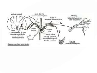 SNP
Sistema Nervioso Somático
 