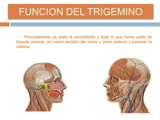 Principalmente es darle la sensibilidad a todo lo que forma parte de
bóveda craneal, así como también del rostro y parte anterior y porterior la
cabeza.
FUNCION DEL TRIGEMINO
 