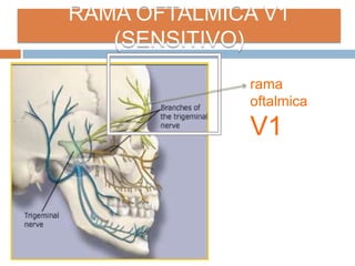 rama
oftalmica
V1
RAMA OFTALMICA V1
(SENSITIVO)
 