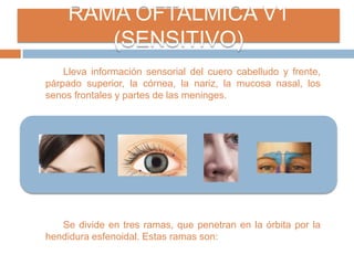 RAMA OFTALMICA V1
(SENSITIVO)
Lleva información sensorial del cuero cabelludo y frente,
párpado superior, la córnea, la nariz, la mucosa nasal, los
senos frontales y partes de las meninges.
Se divide en tres ramas, que penetran en la órbita por la
hendidura esfenoidal. Estas ramas son:
 