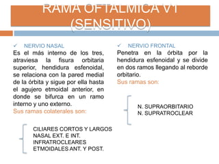 RAMA OFTALMICA V1
(SENSITIVO)
 NERVIO NASAL
Es el más interno de los tres,
atraviesa la fisura orbitaria
superior, hendidura esfenoidal,
se relaciona con la pared medial
de la órbita y sigue por ella hasta
el agujero etmoidal anterior, en
donde se bifurca en un ramo
interno y uno externo.
Sus ramas colaterales son:
CILIARES CORTOS Y LARGOS
NASAL EXT. E INT.
INFRATROCLEARES
ETMOIDALES ANT. Y POST.
 NERVIO FRONTAL
Penetra en la órbita por la
hendidura esfenoidal y se divide
en dos ramos llegando al reborde
orbitario.
Sus ramas son:
N. SUPRAORBITARIO
N. SUPRATROCLEAR
 