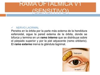 RAMA OFTALMICA V1
(SENSITIVO)
 NERVIO LACRIMAL
Penetra en la órbita por la parte más externa de la hendidura
esfenoidal, sigue la pared externa de la órbita, donde se
bifurca y termina en un ramo interno que se distribuye sobre
el párpado superior y por la piel adyacente (ramo orbitario).
El ramo externo inerva la glándula lagrimal.
 