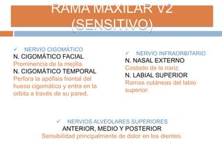 RAMA MAXILAR V2
(SENSITIVO)
 NERVIO CIGOMÁTICO
N. CIGOMÁTICO FACIAL
Prominencia de la mejilla.
N. CIGOMÁTICO TEMPORAL
Perfora la apófisis frontal del
hueso cigomático y entra en la
orbita a través de su pared.
 NERVIO INFRAORBITARIO
N. NASAL EXTERNO
Costado de la nariz.
N. LABIAL SUPERIOR
Ramas cutáneas del labio
superior.
 NERVIOS ALVEOLARES SUPERIORES
ANTERIOR, MEDIO Y POSTERIOR
Sensibilidad principalmente de dolor en los dientes.
 