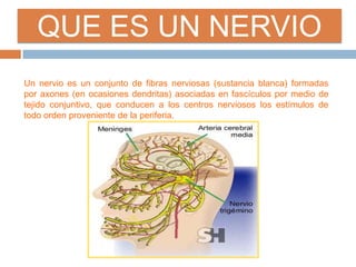 QUE ES UN NERVIO
Un nervio es un conjunto de fibras nerviosas (sustancia blanca) formadas
por axones (en ocasiones dendritas) asociadas en fascículos por medio de
tejido conjuntivo, que conducen a los centros nerviosos los estímulos de
todo orden proveniente de la periferia.
 