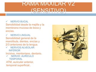 RAMA MAXILAR V2
(SENSITIVO)
 NERVIO BUCAL
Sensibilidad desde la mejilla y la
membrana mucosa de boca y
encías.
 NERVIO LINGUAL
Sensibilidad general de la
mandíbula, dientes, encías y
2/3 anteriores de la lengua.
 NERVIOS ALVEOLAR
INFERIOR
Incisivo, mentoniano, dentario.
 NERVIO AURÍCULO
TEMPORAL
ATM, auricular anterior,
temporal superficial..
 