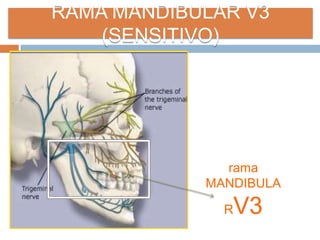 rama
MANDIBULA
RV3
RAMA MANDIBULAR V3
(SENSITIVO)
 