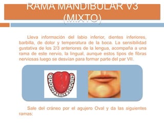 RAMA MANDIBULAR V3
(MIXTO)
Lleva información del labio inferior, dientes inferiores,
barbilla, de dolor y temperatura de la boca. La sensibilidad
gustativa de los 2/3 anteriores de la lengua, acompaña a una
rama de este nervio, la lingual, aunque estos tipos de fibras
nerviosas luego se desvían para formar parte del par VII.
Sale del cráneo por el agujero Oval y da las siguientes
ramas:
 