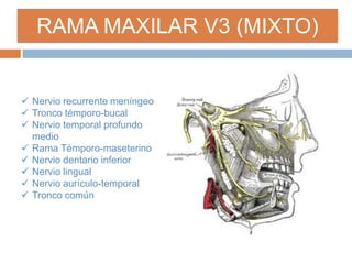 RAMA MAXILAR V3 (MIXTO)
 Nervio recurrente meníngeo
 Tronco témporo-bucal
 Nervio temporal profundo
medio
 Rama Témporo-maseterino
 Nervio dentario inferior
 Nervio lingual
 Nervio aurículo-temporal
 Tronco común
 