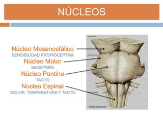 NÚCLEOS
Núcleo Mesencefálico
SENSIBILIDAD PROPIOCEPTIVA
Núcleo Motor
MASETERO
Núcleo Pontino
TACTO
Núcleo Espinal
DOLOR, TEMPERATURA Y TACTO
 