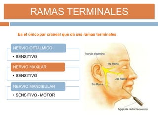 RAMAS TERMINALES
Es el único par craneal que da sus ramas terminales
• SENSITIVO
NERVIO OFTÁLMICO
• SENSITIVO
NERVIO MAXILAR
• SENSITIVO - MOTOR
NERVIO MANDIBULAR
 
