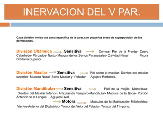 Cada división inerva una zona específica de la cara, con pequeñas áreas de superposición de los
dermatomas.
División Oftálmica Sensitiva Córnea- Piel de la Frente- Cuero
Cabelludo- Párpados- Nariz- Mucosa de los Senos Paranasales- Cavidad Nasal Fisura
Orbitaria Superior.
División Maxilar Sensitiva Piel sobre el maxilar- Dientes del maxilar
superior- Mucosa Nasal- Seno Maxilar y- Paladar Agujero Redondo.
División Mandibular Sensitiva Piel de la mejilla- Mandíbula-
Dientes del Maxilar Inferior- Articulación Temporo-Mandibular- Mucosa de la Boca- Porción
Anterior de la Lengua Agujero Oval
Motora Músculos de la Masticación- Milohioídeo-
Vientre Anterior del Digástrico- Tensor del Velo del Paladar- Tensor del Tímpano.
INERVACION DEL V PAR.
 