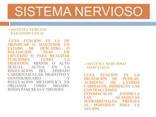SISTEMA NERVIOSO
SISTEMA NERVISO
PARASIMPÁTICO
CUYA FUNCIÓN ES LA DE
PROVOCAR O MANTENER UN
ESTADO DE DESCANSO O
RELAJACIÓN TRAS UN
ESFUERZO O PARA REALIZAR
FUNCIONES COMO LA
DIGESTIÓN, MIXIÓN O ACTO
SEXUAL. ACTUA EN LA
REGULACIÓN DEL APARATO
CARDIOVASCULAR, DIGESTIVO Y
GENITOURINARIO Y
REGULACIÓN METABÓLICA EN
ORGANOS COMO HIGADO,
RIÑON PÁNCREAS Y TIROIDES
.
SISTEMA NERVIOSO
SIMPÁTICO
CUYA FUNCIÓN ES LA
DILATACIÓN DE PUPILAS,
AUMENTO DE LÁTIDOS
CARDÍACOS, DISMINUYE LAS
CONTRACCIONES
ESTOMACALES ,ESTIMULA
LAS GLANDULAS
SUPRARRENALES. PREPARA
AL INDIVIDUO PARA LA
ACCIÓN.
 
