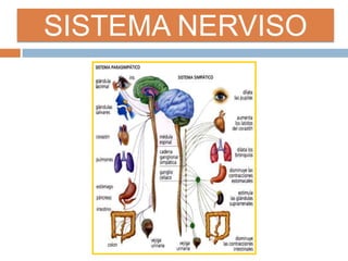 SISTEMA NERVISO
 