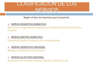 CLASIFICACION DE LOS
NERVIOS
Según el tipo de impulsos que transporta
 NERVIO SENSITIVO SOMÁTICO
Nervio que recoge impulsos sesitivos no referentes a la actividad de las
visceras.
 NERVIO MOTOR SOMÁTICO
Transporta impulsos motores a la musculatura lisa.
 NERVIO SENSITIVO VISCERAL
Recoge sensibilidad de las visceras.
 NERVIO ELECTOR VISCERAL
Tranporta a las visceras impulsos motores, secretores, etc.
 