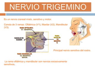 NERVIO TRIGEMINO
Es un nervio craneal mixto, sensitivo y motor.
Principal nervio sensitivo del rostro.
Consta de 3 ramas: Oftálmica (V1), Maxilar (V2), Mandibular
(V3).
La rama oftálmica y mandibular son nervios excesivamente
sensitivos.
GANGLIO DE
GASSER
RAMA
MAXILAR
V2-
SENSITIV
O
RAMA OFTÀLMICA
V1 - SENSITIVO
RAMA MANDIBULAR
V3- SENSITIVO
MOTOR
 