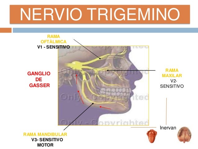Resultado de imagen para v3 trigemino