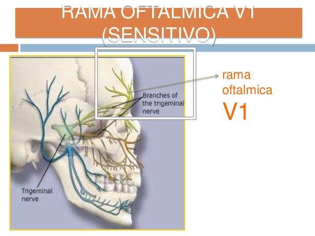 Resultado de imagen de ramas terminales del v par craneal