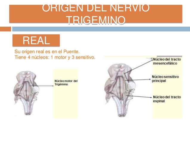 Nervio Trigemino V par Craneal