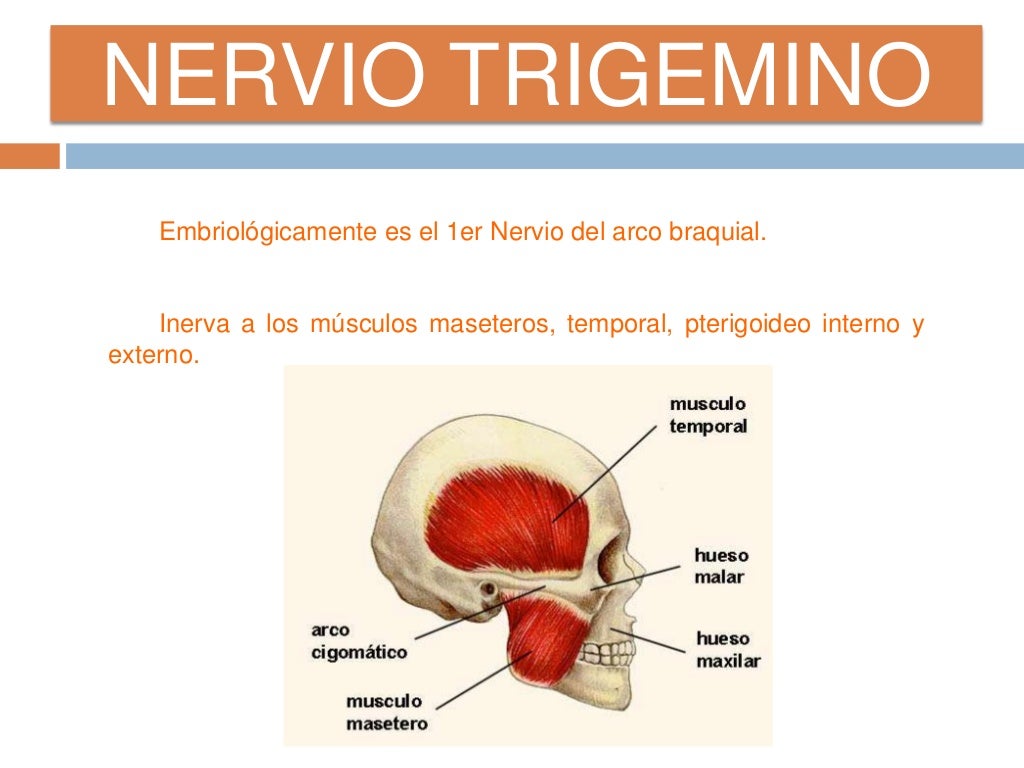 Nervio Trigemino V par Craneal