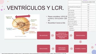NEUROANATOMÍA Y EXPLORACIÓN NEUROLÓGICA.pptx