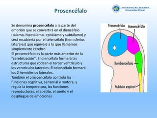 Neuroanatomia y neurobiologia trabajo n 2
