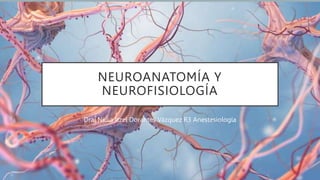 NEUROANATOMÍA Y
NEUROFISIOLOGÍA
Dra. Nidia Itzel Dorantes Vázquez R3 Anestesiología
 