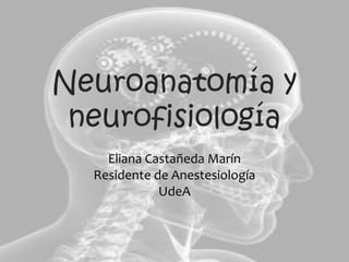 Neuroanatomía y
 neurofisiología
    Eliana Castañeda Marín
  Residente de Anestesiología
             UdeA
 