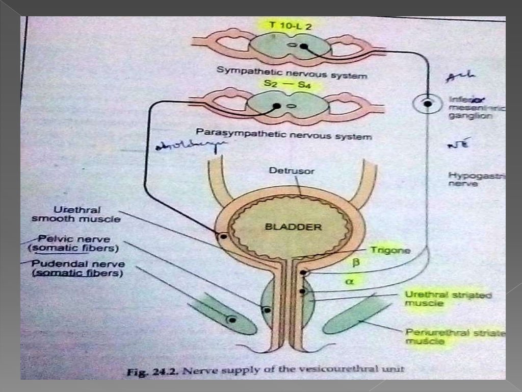 Neuroanatomical aspects of urinary incontinence