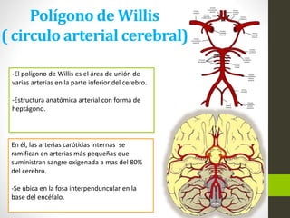 Polígono de Willis
( circulo arterial cerebral)
-El polígono de Willis es el área de unión de
varias arterias en la parte inferior del cerebro.
-Estructura anatómica arterial con forma de
heptágono.
En él, las arterias carótidas internas se
ramifican en arterias más pequeñas que
suministran sangre oxigenada a mas del 80%
del cerebro.
-Se ubica en la fosa interpenduncular en la
base del encéfalo.
 