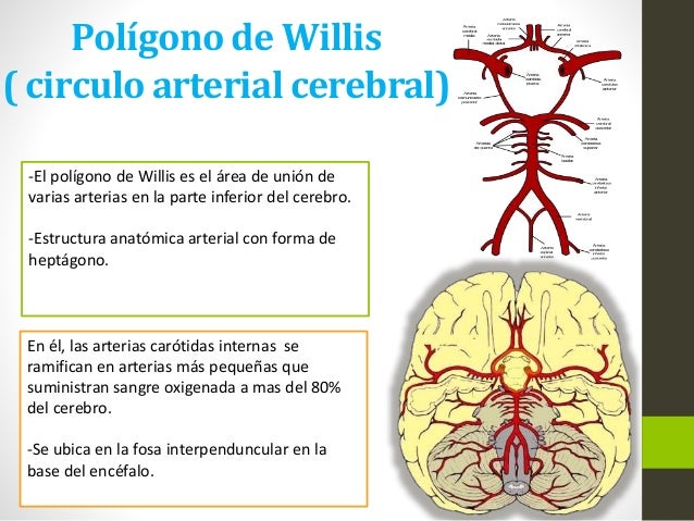 Neuroanatomofisiologia