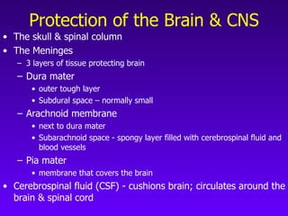 Neuroanatomy (Chapter 7) | PPT
