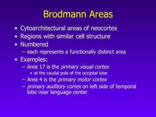 Neocortex Broadman Neuroanatomy (Chapter 7) | PPT