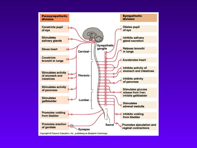 Neuroanatomy Chapter 7 PPT