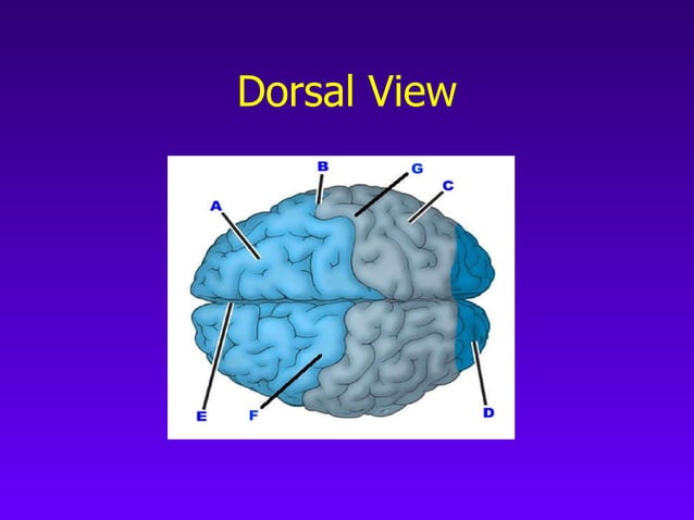 Neuroanatomy Chapter 7 PPT