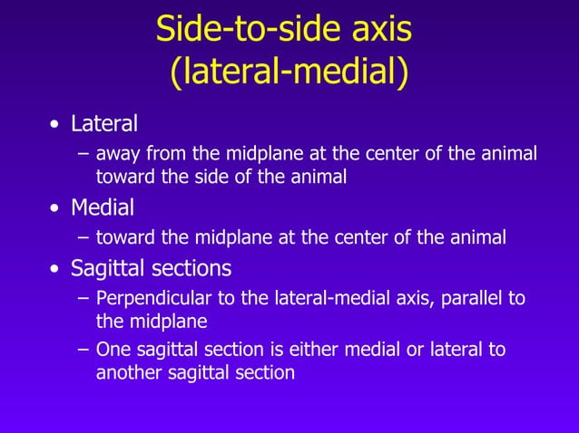 Neuroanatomy Chapter 7 PPT