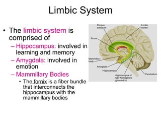 Neuroanatomy | PPT